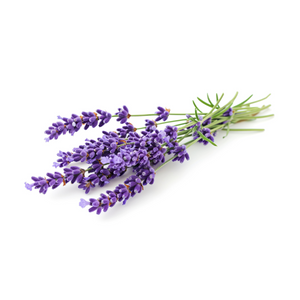 Lavanda