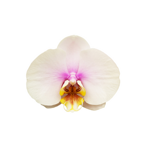 Orhidee.png